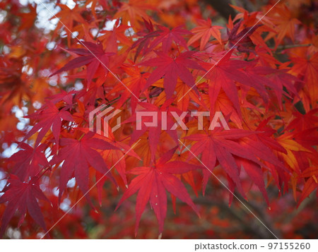A colorful maple 97155260