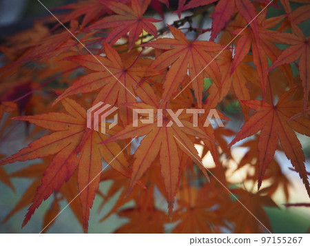 A colorful maple A colorful maple 97155267