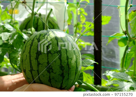 Aerial cultivation and harvesting of Kodama watermelon Aerial cultivation and harvesting of Kodama watermelon 97155270