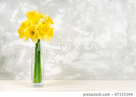 Bouquet of yellow daffodils, narcissus in vase on white plaster background with copy space Bouquet of yellow daffodils, narcissus in vase on white plaster background with copy space 97155294