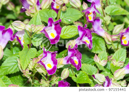 盛開的夏菫 97155441