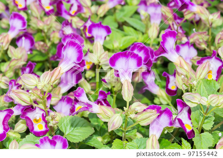 盛開的夏菫 97155442