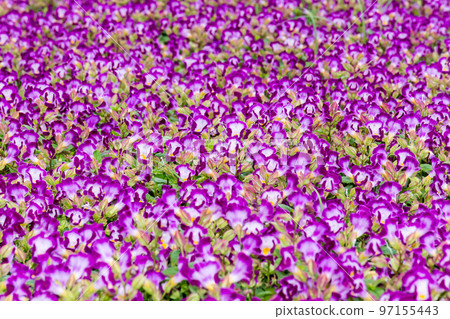 盛開的夏菫 97155443