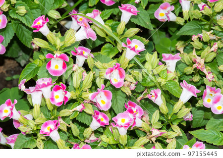 盛開的夏菫 97155445