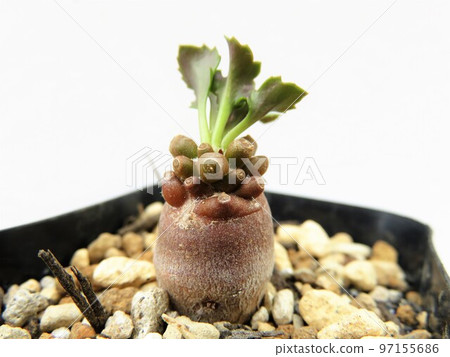 Alumina Alumina 97155686