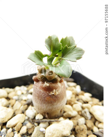 Alumina Alumina 97155688