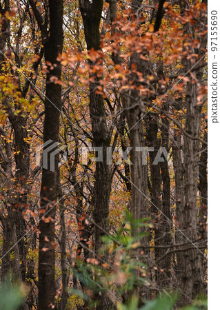 Late autumn forest Late autumn forest 97155690