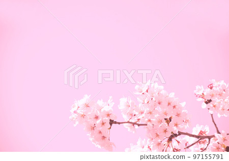 櫻花粉色圖片素材 櫻花粉色圖片素材 97155791