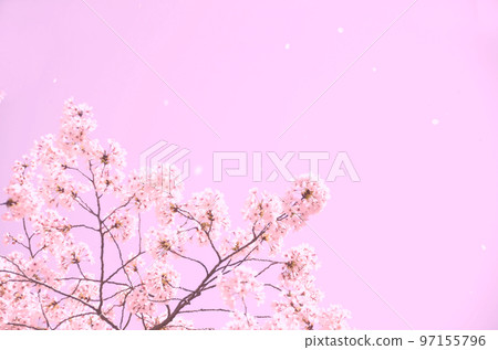 cherry blossom pink picture material 97155796