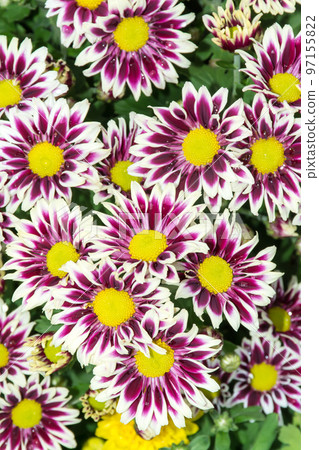 Full bloom chrysanthemum 97155822