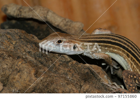 Closeup of six -striped longtailed Asian grass lizard,Takydromus sexlineatus in a terrarium 97155860