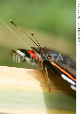 Detailed closeup on a Red Admiral butterfly,Vanessa atalanta, sitting with spread wings 97155865