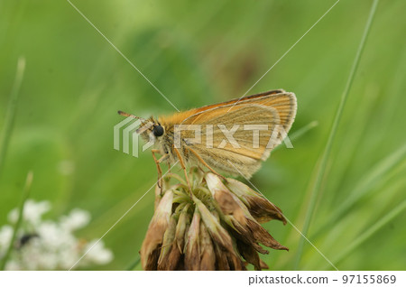 Closeup on the Essex skipper,Thymelicus lineola, against a shallow green background 97155869
