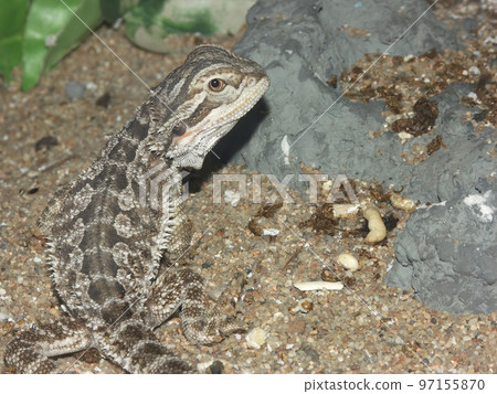 Closeup on an inland Bearded dragon lizard, Pogona vitticeps in a terrarium 97155870