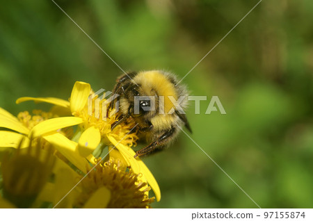 Closeup on a queen of the small garden bumblebee , Bombus hortorum on a yellow flower 97155874