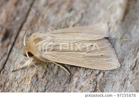 Closeup on a fresh emerged shoulder-striped wainscot moth, Leucania comma on a piece of wood. 97155878