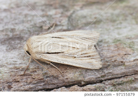 Closeup on a fresh emerged shoulder-striped wainscot moth, Leucania comma on a piece of wood. Closeup on a fresh emerged shoulder-striped wainscot moth, Leucania comma on a piece of wood. 97155879