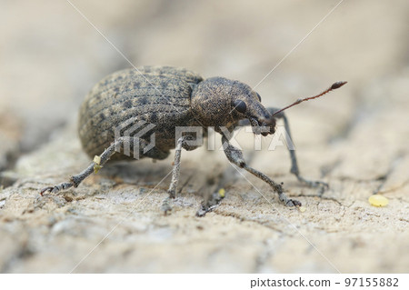 Close-up shot of a plant parasite weevil, Liophloeus tessulatus on a wooden surface 97155882