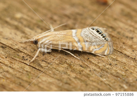 Closeup on the small , but colorful Belted Grass-Veneer, Euchromius ocellea 97155886