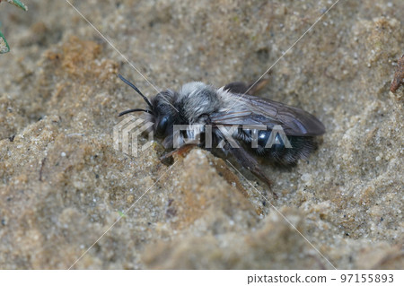 Closeup on a grey-backed mining bee, Andrena vaga resting on the ground Closeup on a grey-backed mining bee, Andrena vaga resting on the ground 97155893