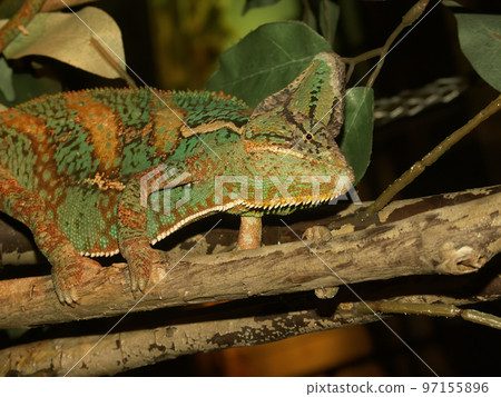 Closeup on a veiled chameleon, Chamaeleo calyptratus, in a terrarium at the Zoo Closeup on a veiled chameleon, Chamaeleo calyptratus, in a terrarium at the Zoo 97155896