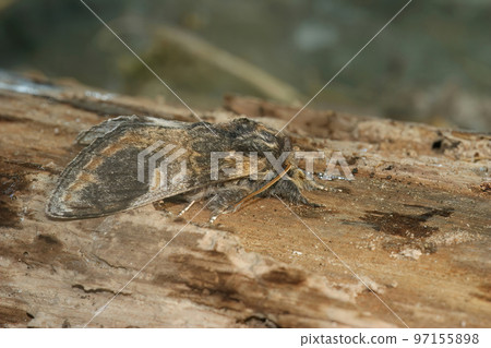 Closeup on athe Three-humped Prominent moth, Notodonta tritophus , sitting on wood 97155898