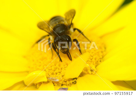 Closeup on a female Patchwork leafcutter bee, Megachile centuncularis on a yellow flower 97155917