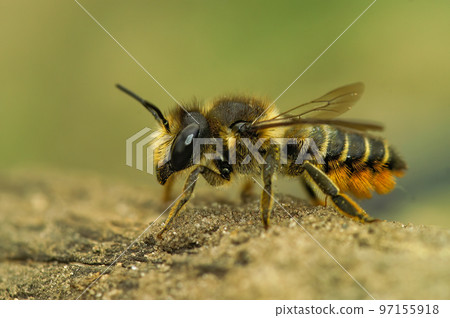 Closeup on a female Patchwork leafcutter bee, Megachile centuncularis 97155918