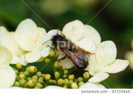 Closeup on a horned female red mason bee, Osmia rufa, sitting on a white flower in the garden 97155938