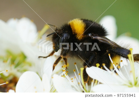 A large queen buff-tailed or large earth bumblebee, Bombus terrestris on white flower of blackthorn, Prunus spinosa 97155941