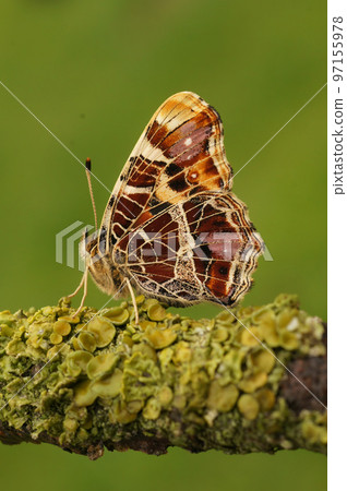 Closeup on the colorful orange spring version of the map butterfly, Araschnia levana with closed wings 97155978