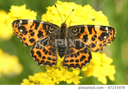 Closeup on the colorful orange spring version of the map butterfly, Araschnia levana with spread wings 97155979