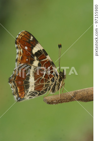 Closeup on the colorful orange spring version of the map butterfly, Araschnia levana with closed wings Closeup on the colorful orange spring version of the map butterfly, Araschnia levana with closed wings 97155980