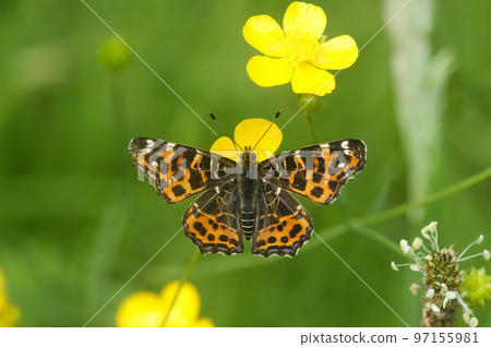 Closeup on the colorful orange spring version of the map butterfly, Araschnia levana with spread wings Closeup on the colorful orange spring version of the map butterfly, Araschnia levana with spread wings 97155981