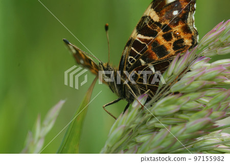 Upward angle closeup on the colorful orange spring version of the map butterfly, Araschnia levana 97155982