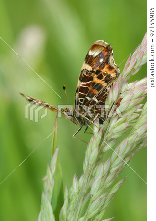 Upward angle closeup on the colorful orange spring version of the map butterfly, Araschnia levana 97155985