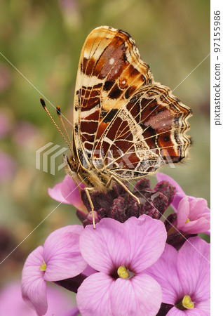Closeup on the colorful pring version of the map butterfly, Araschnia levana sitting on a pink wallflower 97155986