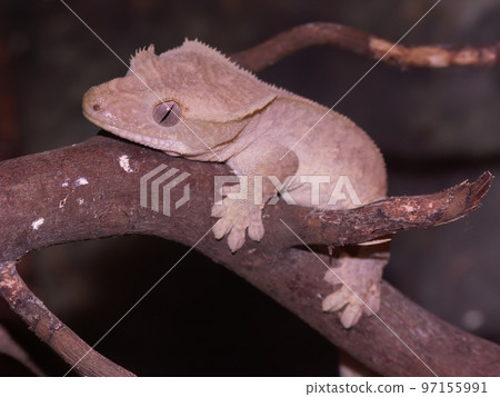Closeup on the crested gecko or eyelash gecko, Rhacodactylus ciliatus Closeup on the crested gecko or eyelash gecko, Rhacodactylus ciliatus 97155991