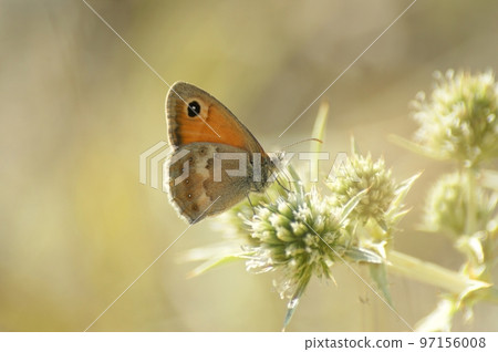 Closeup on a small Heath butterfly, Coenonympha pamphilus Closeup on a small Heath butterfly, Coenonympha pamphilus 97156008