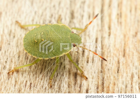 Closeup on the green shieldbug, Palomena prasina Closeup on the green shieldbug, Palomena prasina 97156011