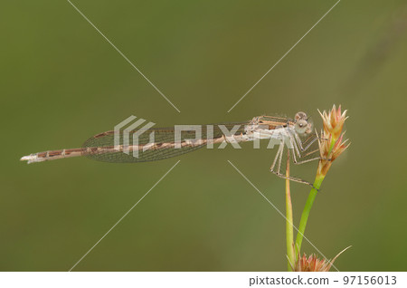 Closeup on a Common winter damselfly, Sympecma fusca sitting in the vegetation 97156013