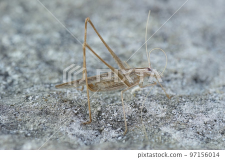Close up shot of a brown female mediterranean bush cricket, Tylopsis lilifolia, sitting on a stone 97156014