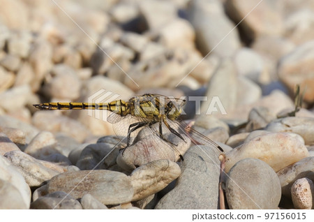 Closeup on a female Southern skimmer dragonfly, Orthetrum brunneum, sitting on a stone 97156015