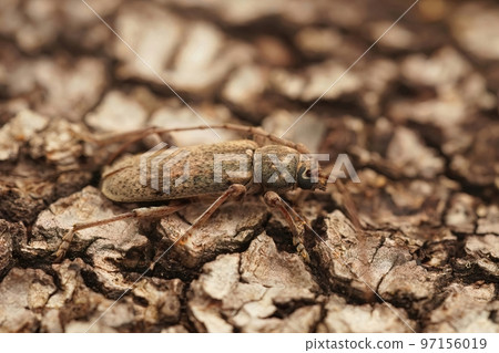 Closeup shot of a French brown longhorn beetle, Tricheferus griseus 97156019