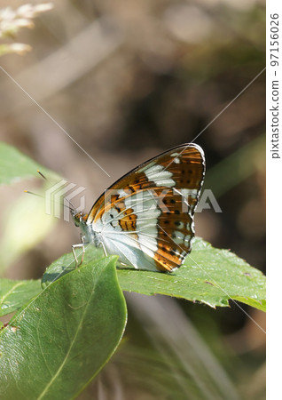 Closeup on the Eurasian white admiral butterfly, Limenitis camilla sitting on a green leaf Closeup on the Eurasian white admiral butterfly, Limenitis camilla sitting on a green leaf 97156026