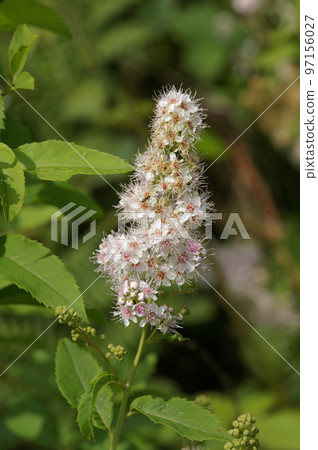 Outdoors closeup on a flowering white meadowsweet, Spiraea alba in the garden Outdoors closeup on a flowering white meadowsweet, Spiraea alba in the garden 97156027