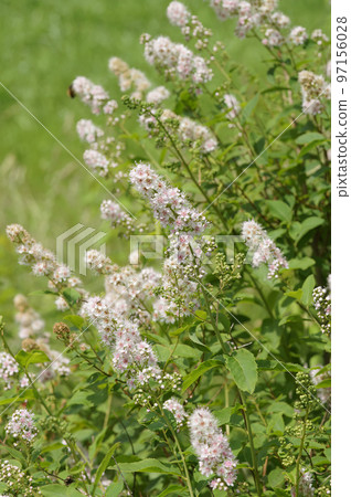 Outdoors closeup on a flowering white meadowsweet, Spiraea alba in the garden Outdoors closeup on a flowering white meadowsweet, Spiraea alba in the garden 97156028