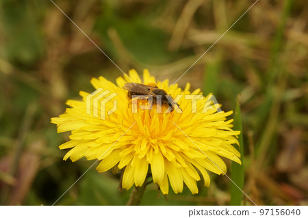 Closeup on the oligolectic buff-tailed mining bee, Andrena humilis sitting on top of it's host plant , a yellow dandelion flower 97156040