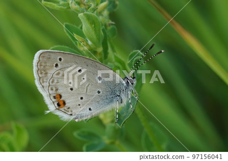 Closeup on a colorful Short tailed blue, Everes argiades sitting against a green natural background Closeup on a colorful Short tailed blue, Everes argiades sitting against a green natural background 97156041