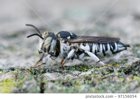 Detailed closeup on a Mediterranean white colored female kleptoparasite bee, Coelioxys argenteus 97156054